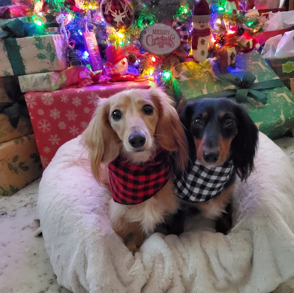 Meet your Posher, Tj